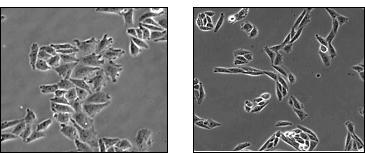 How to establish comparability? CHO cells, plated under different conditions, exhibit different cellular morphology.