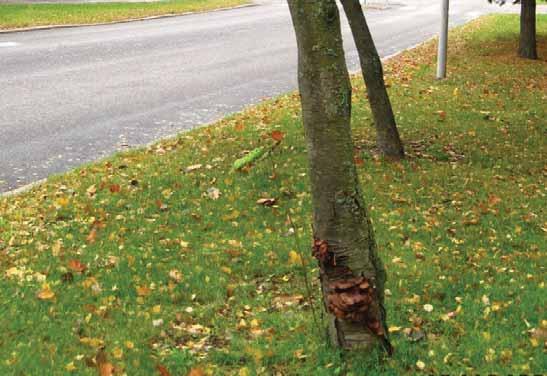 4.3.3 Havaittuja puutteita Mellunmäentie ja Kontulantie poikkeavat maisemallisesti toisistaan monin tavoin, minkä vuoksi niiden viheralueiden ongelmat on käsitelty erikseen.