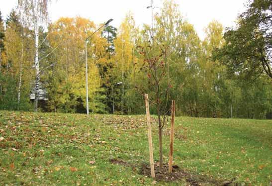 Kuva 17. Vaurioituneiden pihlajien osalta korvaavia istutuksia tehdään jatkuvasti. Katuvihreän inventointikartalla kuva nro 37.