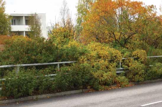 Kuva 28. Suojaviheraluetta Kontulantien ja metroradan välissä Kontulankujan ja Tanhuantien välillä: Kurtturuusut kasvavat ajoradan puolelle.
