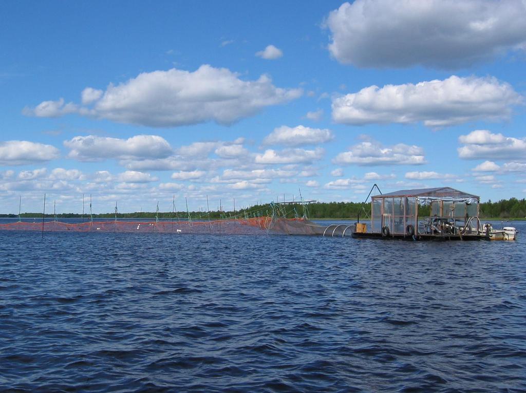 Tornionjoen lohikantojen