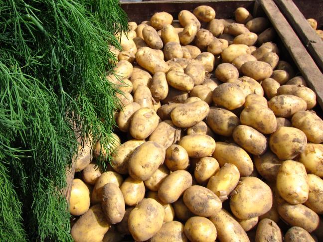 kaalikasveja sekä yrttejä ja versoja ei kuitenkaan ituja), sekä yhteensä 100 000 kg tuottamiasi muita