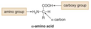 10 ottamatta kaikilla aminohapoilla on α-hiiliatomissa stereogeeninen keskus. Tällaiset kiraaliset aminohapot ovat optisesti aktiivisia. 1 Kuva 6: α-aminohapon yleinen rakenne.