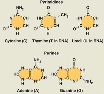 16 Kuva 11: Nukleotidin rakenne. 24 Nukleiinihapoissa olevia typpeä sisältäviä emäksiä on kahdenlaisia, pyrimidiinejä ja puriineja. 1 Nämä emäkset ovat kaikki heterosyklisiä.