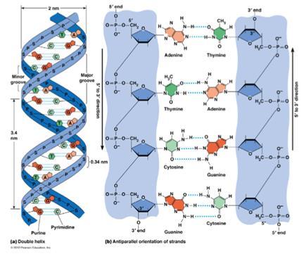 18 5.2 DNA:n rakenne DNA-molekyyli rakentuu kahdesta itsenäisestä polynukleotidiketjusta. 1 Nämä polynukleotidiketjut kietoutuvat toinen toisensa ympäri, jolloin saadaan aikaiseksi kierteinen rakenne.