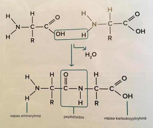 66 Kuva 25. Oppikirjan 2 kuva peptidisidoksen muodostumisesta. 59 Kuva 26. Oppikirjan 3 kuva peptidisidoksen muodostumisesta.