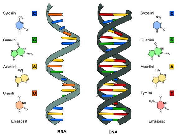 69 Kuva 29. Oppikirjan 3 kuva DNA:n sekä RNA:n rakenteista. 60 Nukleiinihappojen käsittelyn osalta ei siis käynyt analyysissä ilmi kovinkaan suuria eroavaisuuksia eri oppikirjojen osalta.