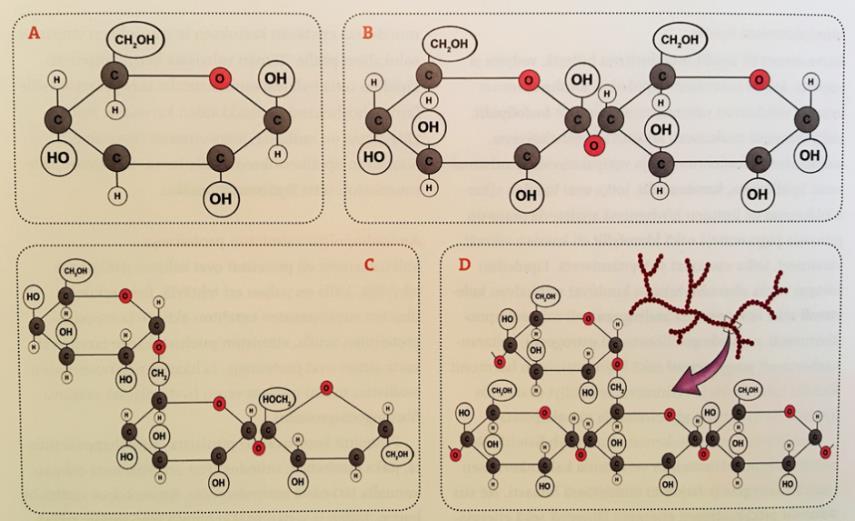 73 tärkeää tuntea biomolekyylien rakenteita sekä niissä olevia kemiallisia ainesosia, näin saadaan tietoa siitä, miten biomolekyylit soluissa toimivat sekä voivatko solut itse valmistaa kyseisiä