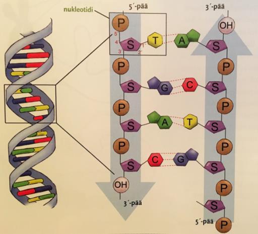 77 DNA:n rakenteesta mainittiin kaksijuosteisuus, rakenteen kierteisyys sekä juosteiden vastakkaissuuntaisuus.
