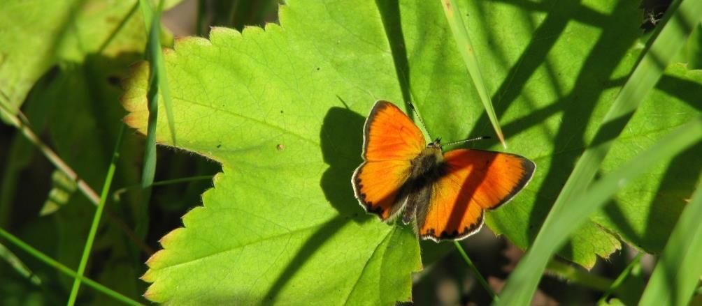 Metsänomistajien tavoitteita Metsänomistajilla on oikeus maahansa ja metsäänsä metsä ja sen tuotteet voidaan hyödyntää kestävästi ja täysimääräisesti puuta voidaan tuottaa