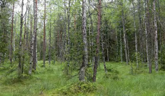 Aluskasvillisuuden valtalajeja ovat tupasvilla, jouhivihvilä, juolukka, jokapaikansara sekä karhunsammaleet.