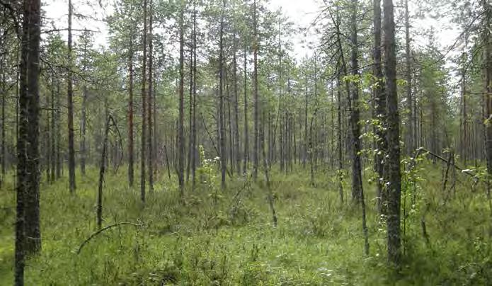 Aluskasvillisuudesta löytyy tupasvilla, variksenmarja, juolukka, mustikka, suopursu, muurain ja karpalo.