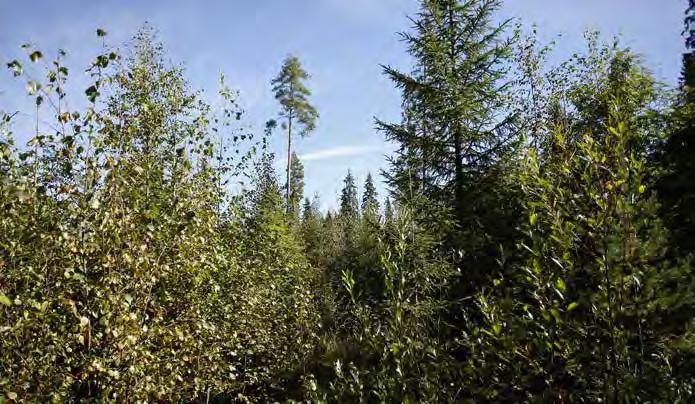 Turbiinipaikka 1 Tiheärakenteinen koivutaimikko, jonka keskipituus on 3 7 metriä. Seassa on yleisesti kuusia ja mäntyjä. Alueella on jättöpuina muutamia kookkaita mäntyjä ja kuusia.