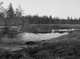 Kevät oli poikkeuksellisen myöhäinen, sillä metsissä oli vielä paljon lunta, tiheimmissä paikoissa jopa yhtenäinen lumipeite.