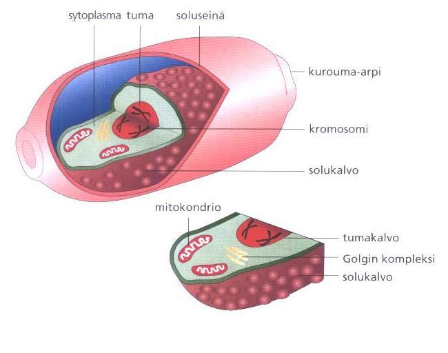 Bioprosessiteollisuus / perusteita & termistöä Soluteoria: organismit koostuvat soluista Yksisoluiset organismit: yksi