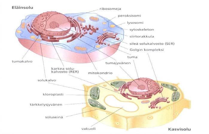 Eukaryootit (aitotumalliset) Hiivat, homeet, eläimet ja kasvit Tuma Erikoistuneet soluelimet Mitokondriot Sytoplasmakalvostot Golgin kompleksi Hiivoilla, homeilla ja