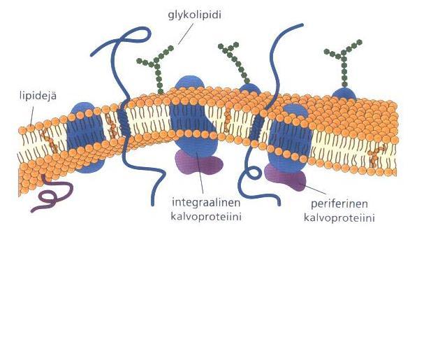 Prokaryootit (esitumalliset) Yksisoluiset bakteerit ja arkit Ei erikoistuneita soluelimiä DNA