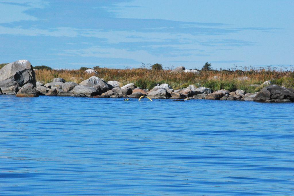 52 Kuva 6.16. Truutkruntin linjan aloituspaikka. 6.7.2. Luontodirektiivin liitteen II lajit Luvian saariston Natura-alueella luontodirektiivin liitteen II lajistosta esiintyy harmaahylje (Halichoerus grypus).