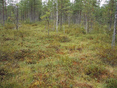 Valokuvia Matkalamminkurulta Liite 4 Kuva 1.