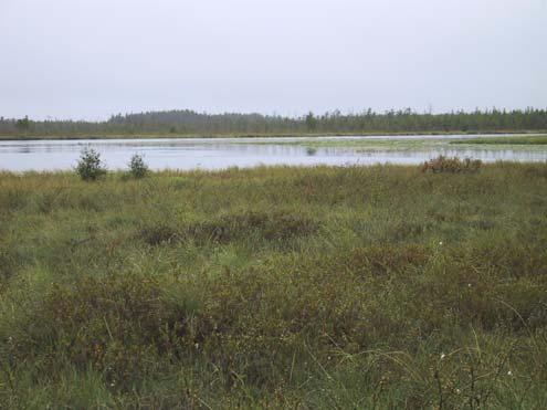 puron varren