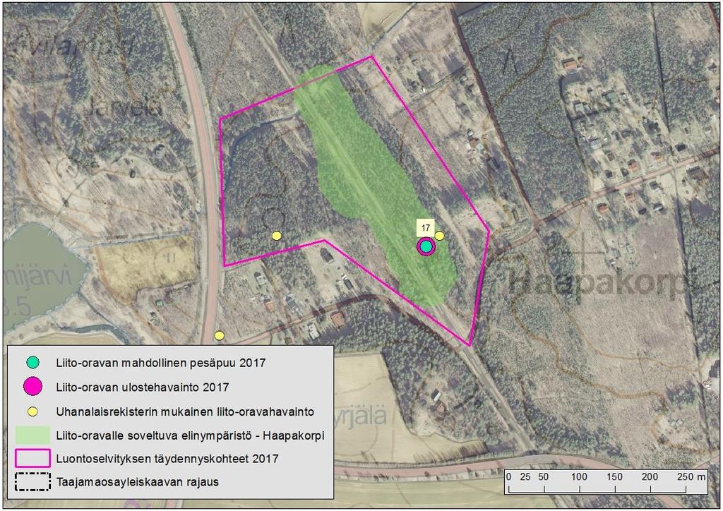 liito-oravalle elinympäristöksi soveltuva kuusivaltainen sekametsä (Kuva 12). Alueella sijoittuu kymmenkunta hyvin suurikoista haapaa.