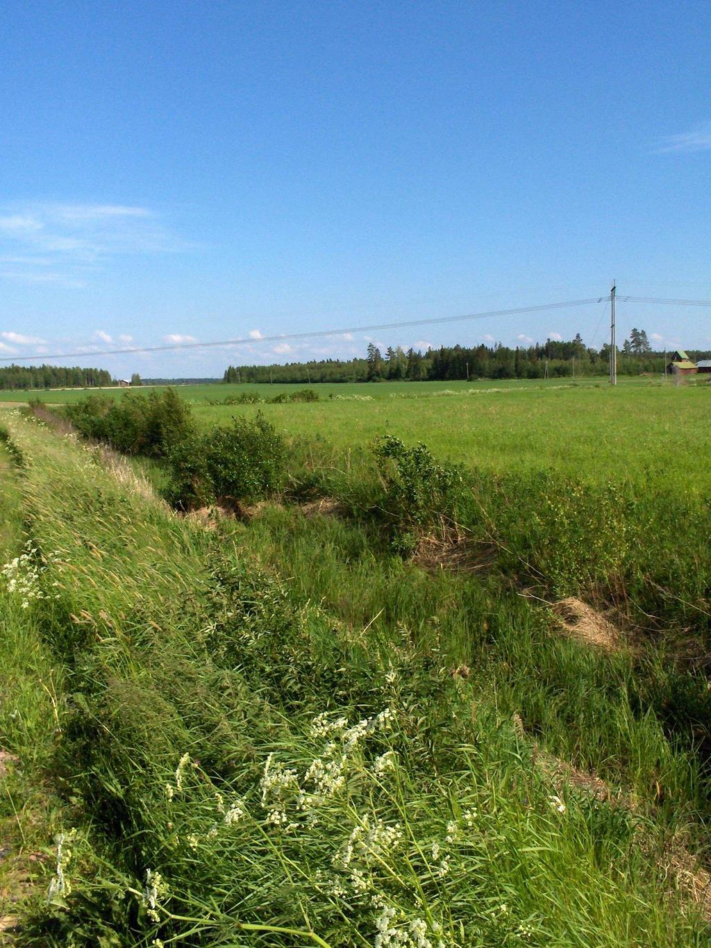Tattaranjoen haara 1