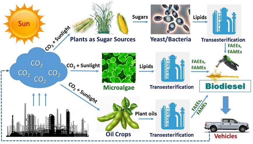 Esim. biodieselin tuotantovaihtoehtoja An overview of biodiesel production via three typical routes: (1) microbial oil route; (2) microalgae oil route; and (3) plant oil route.
