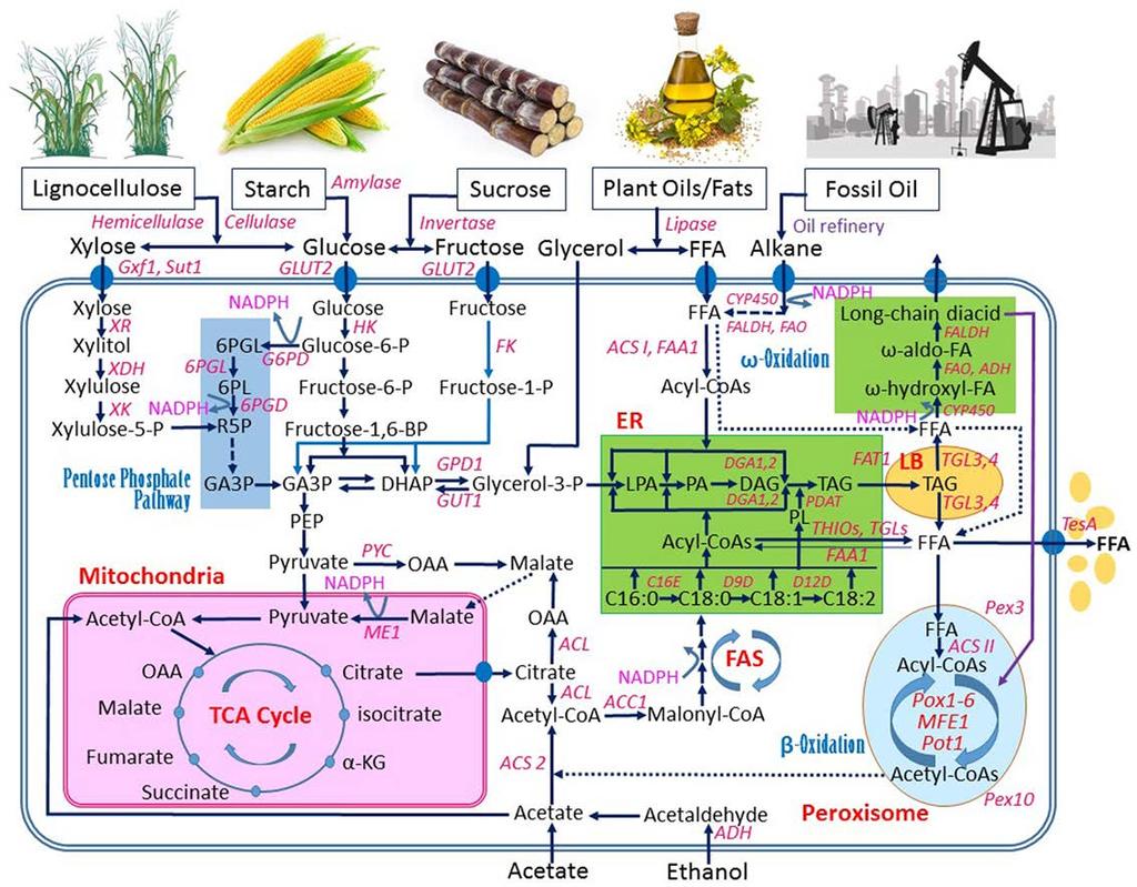 An overview of metabolic pathways in Yarrowia