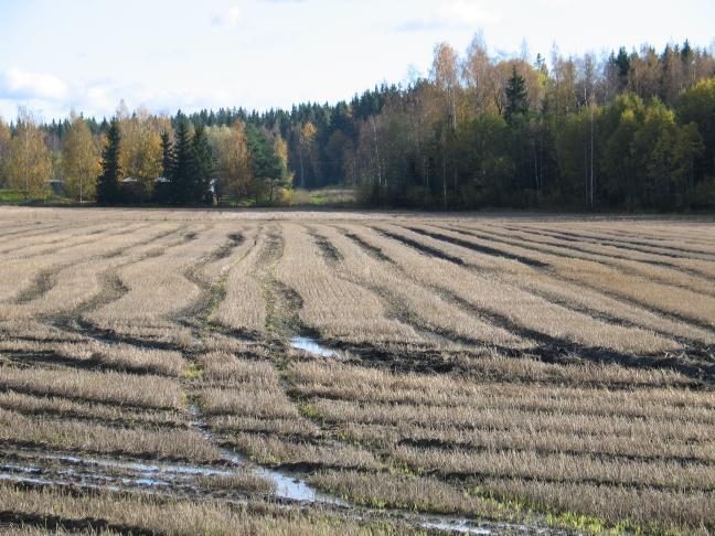 märkyyden/kuivuuden aikaan kylvön ja kasvuston