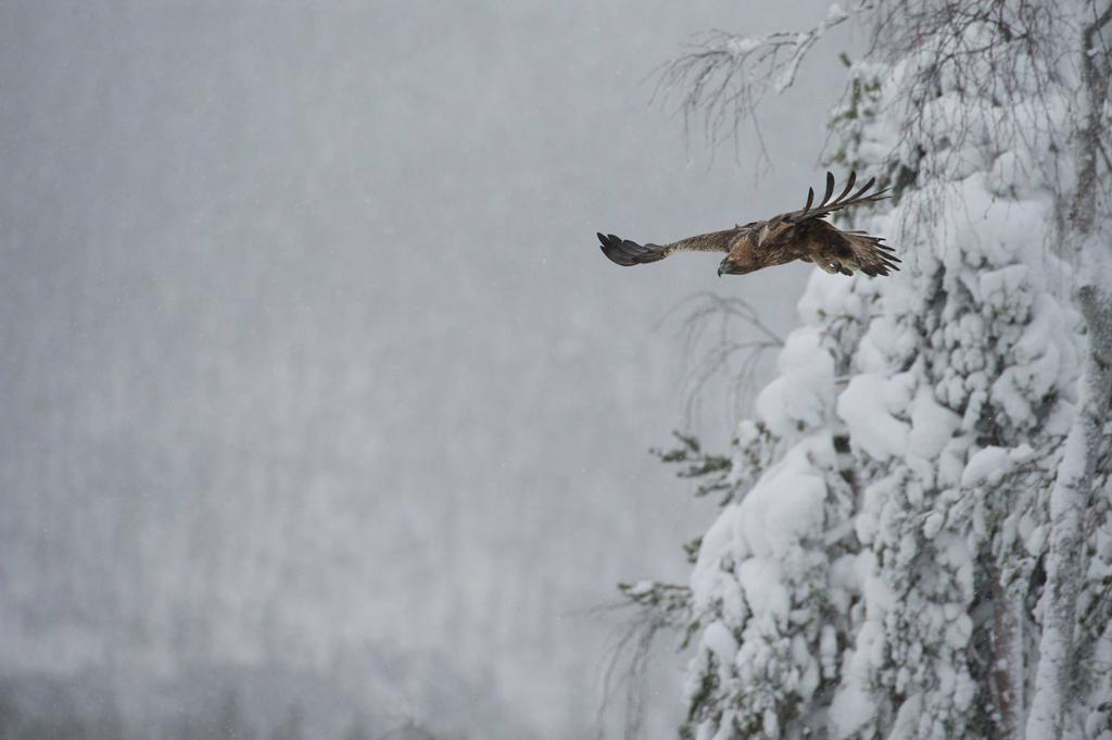 Kuusamo Läsnäolo maailmassa, maailmanmarkkinassa Kuusamon saavutettavuus maailmalta Yksinkertaisuus, varmuus, ympärivuotisuus