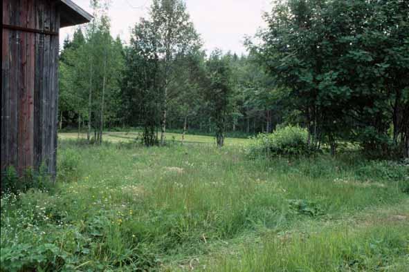 raivaamalla. Alueen 7b aukkopaikoilta voi raivata puiden taimia ja vattuja. Aukkopaikkoja voi myös suurentaa.