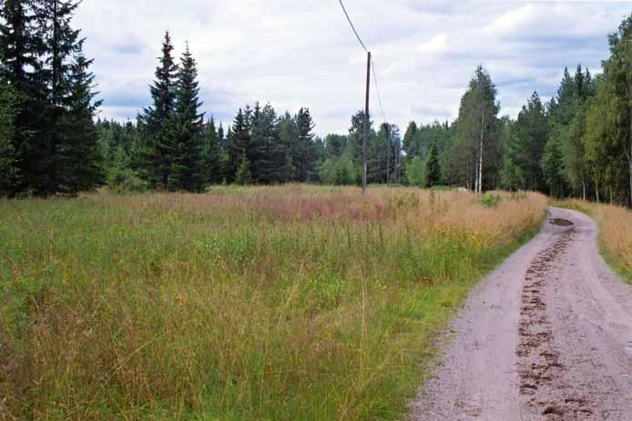 Kuva 8. Edustavimmat niityt ovat aina olleet niitto- tai laidunkäytössä, mikä on säilyttänyt niiden arvokkaan kasvillisuuden. Kuva Hanna Seitapuro.