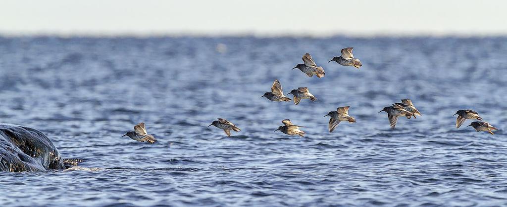 LinnustonSeuranta Merisirrien talvikanta on nykyään jo satoja yksilöitä, ja lajin talvimäärät ovat kasvussa.