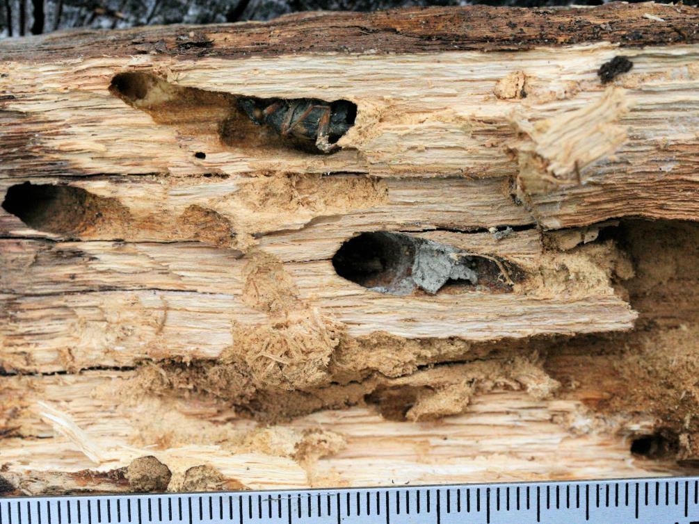 Mittakaava millimetreinä. Parainen, toukokuu, 2011. Fig. 3. Larval galleries and pupation chambers of Strangalia attenuata.