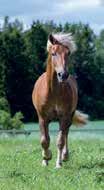 0 e v mrn r Pasquale C : 0--0,a 00 e : 0--0 Yht: 0--0 Wesgate Princess-Royal Prestige M Fors F.,a C C 00 Aaro Varjonen, Rusko S Kuma T 0. 0,a 0 C C 000 musta valk pun-musta pun P.