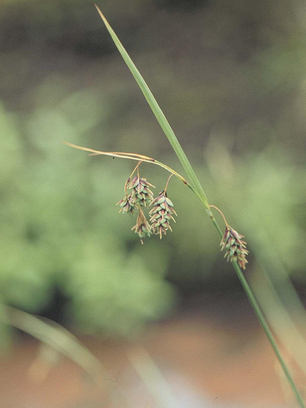 Riippasara (Carex magellanica) on pienehkö löyhästi mätästävä sarakasvi, jonka 3-4 tähkäisessä