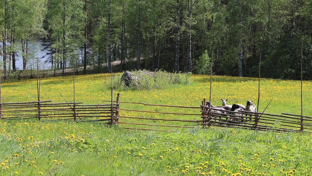 Kuva: Mirja Nylander / Metsähallitus Villantuoksuinen elämysloma perinnemaisemien ja