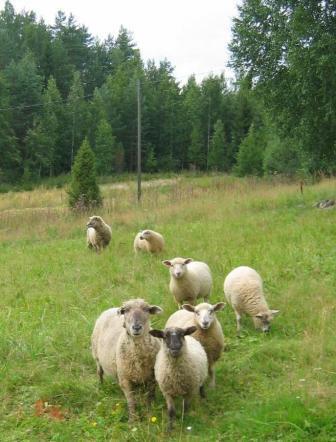 Metsähallituksen keskisuomalaiset lammaspaimenkohteet Isojärven kansallispuiston Luutsaari maakunnallisesti arvokas perinnebiotooppi vanha torppa, jonka ympärillä vanhaa peltoa, tuoretta niittyä ja