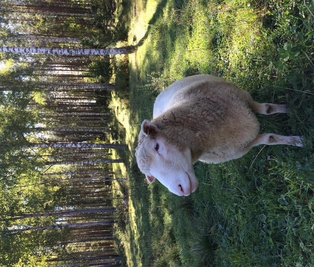 Lammaspaimenviikossa on taikaa Sieltä tulee ihan eri ihmisenä! Mahtava konsepti! Kokonaisuus toimi hyvin ja nautimme viikosta kovasti! Ihana paikka!