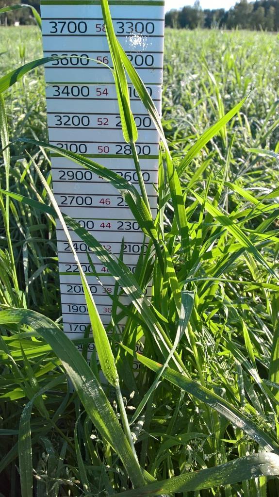 Kolmas sato 2017: Grindstad 350 kg N kuvattuna ma 4.9. Maaningalla, korkeutta n. 55 cm. Kiitos!