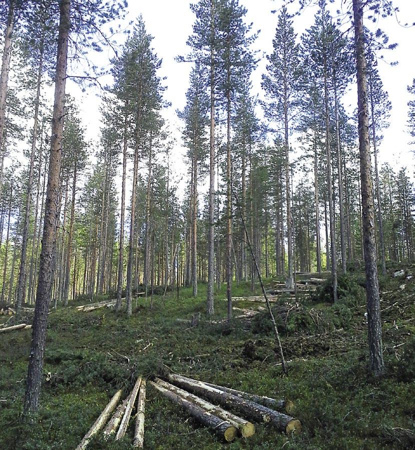 Jäsentiedote Metsänomistajat Rovaniemi 1/2017 Puheenjohtajan tervehdys s. 2 Rovaniemen metsänhoitoyhdistyksen uusi valtuusto vuosille 2017 2020 s. 3 Korjuun katkonnanseuranta puukauppojen tukena s.