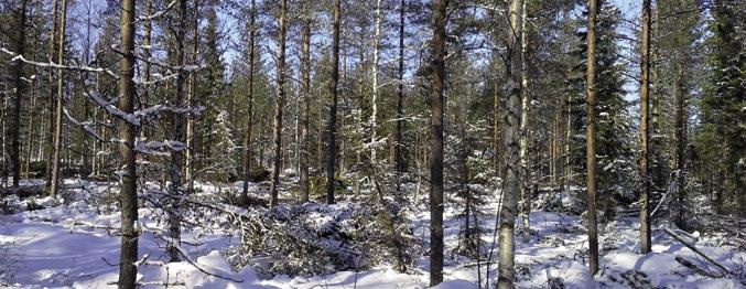 Puheenjohtajan tervehdys Rovaniemen metsänhoitoyhdistyksellä vuosi 2016 onnistui hyvin ja tilikauden tulos on reilusti plussalla ja siihen vaikuttivat ensisijaisesti liiketoimintatuottojen kasvu ja