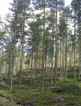 Korjuun katkonnanseuranta puukauppojen tukena Rovaniemen metsänhoitoyhdistys tekee metsänomistajien valtuuttamina noin 90 000 100 000 m 3 edestä valtakirjakauppoja vuodessa.