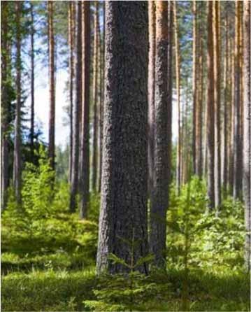 Uudistetut metsänhoidon suositukset Työn rahoittajana on ollut Maaja metsätalousministeriö.