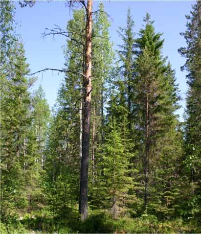 Metsänomistajan tavoitteet Eri ikäisrakenteisen metsän kasvatus Lähtökohtana metsän kasvatuksessa aina metsänomistajan tavoitteet, joiden perusteella päälinjat