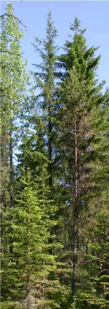 Eri ikäisrakenteisen metsän rakennepiirteet Sekaisin eri kehitysvaiheissa olevia puita, nuorta puustoa enemmän kuin varttuneempaa. Ryhmittäisyyttä: tiheämpiä ja harvempia kohtia.