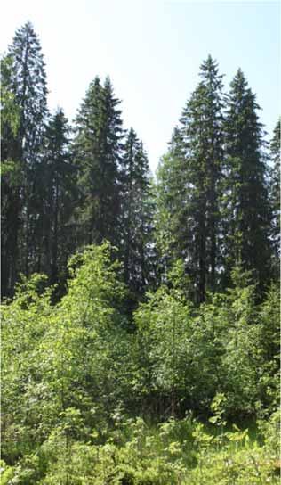 Hakkuut ja hoito kuusivaltainen metsä Liiallista kuusettumista ehkäistään pienaukoilla, jotka edistävät lehtipuiden ja männyn uudistumista.