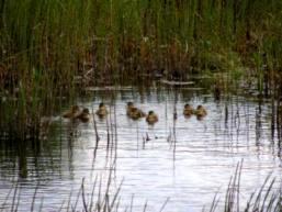 Wetlands