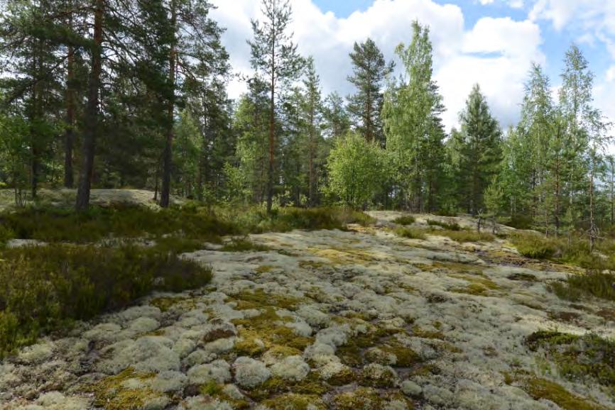 yhtenäisiä jäkälä ja kalliosammalpeittoja, lomassa kapeita varpujuotteja.