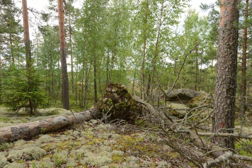 on laajahko kanerva mustikkapainannne itäsuuntaan. 4492 4493.